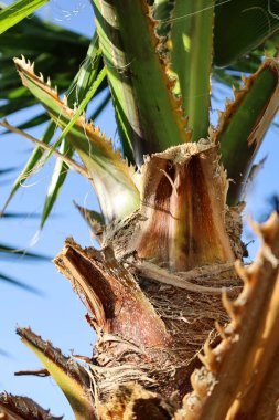 Güneşli bir günde palmiye kabuğunun yakın görüntüsü