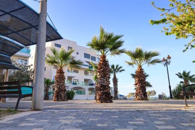 Şehir caddesinde modern binanın yanında yeşil palmiyeler