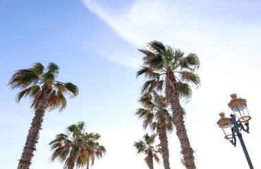 Güneşli bir günde arka planda palmiye ağaçları ve şehir ışığı