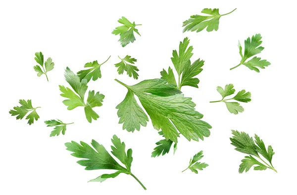 Viele Blätter Frischer Grüner Petersilie Isoliert Auf Weiß — Stockfoto