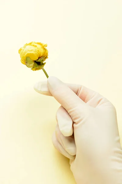 Female doctor in medical gloves holding flower on color background, closeup