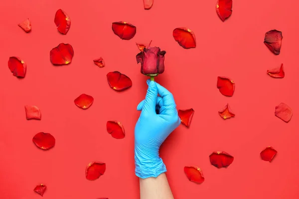 Female Doctor Medical Glove Holding Beautiful Rose Red Background — Stock Photo, Image