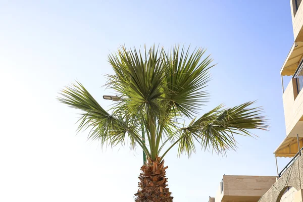 Grüne Palme Vor Himmelshintergrund — Stockfoto