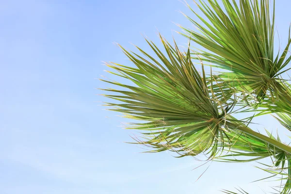 Grön Palm Grenar Mot Himlen Bakgrund — Stockfoto