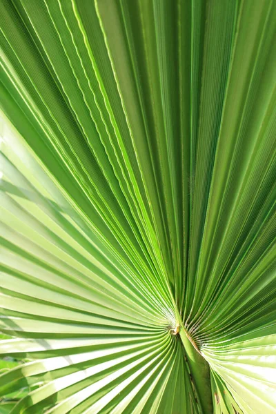 Närbild Gröna Palmblad — Stockfoto
