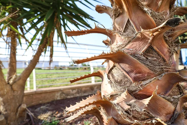 Güneşli Bir Günde Palmiye Kabuğunun Yakın Görüntüsü — Stok fotoğraf