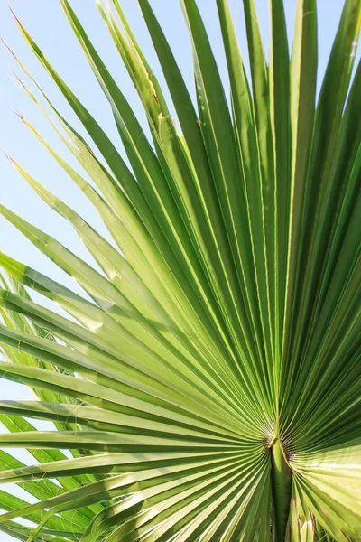 Vista Perto Folha Palma Verde Contra Fundo Céu — Fotografia de Stock