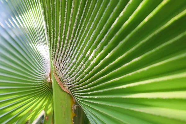 Closeup View Green Palm Leaf — Stock Photo, Image