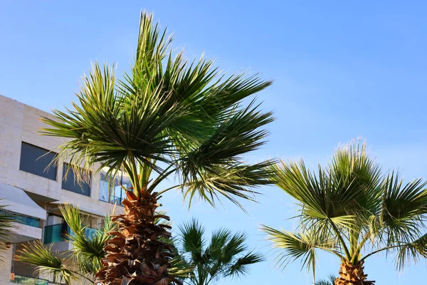 Green Palms Building Sky Background — Stock Photo, Image