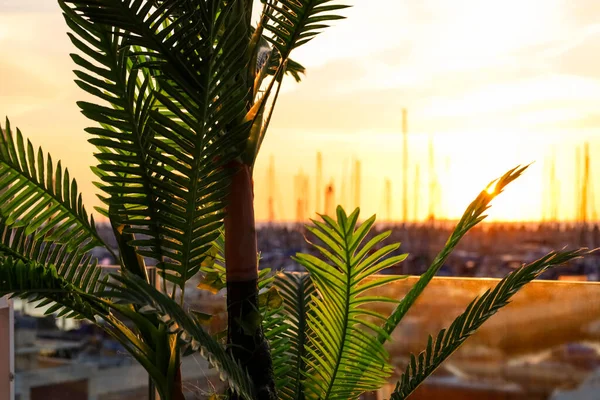 Vista Perto Das Folhas Palmeira Fundo Pôr Sol — Fotografia de Stock