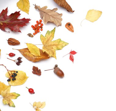 Güzel sonbahar yaprakları ve beyaz arka planda izole edilmiş doğal orman dekoru.