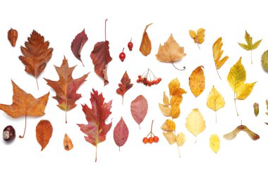 Sonbahar yaprakları ve beyaz arka planda böğürtlenli kompozisyon