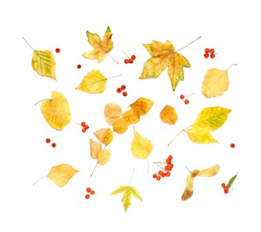 Güzel sonbahar yaprakları ve beyaz arka planda yaban mersini kompozisyonu