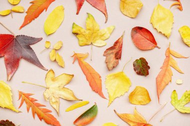 Renk arkaplanında güzel düşen yapraklar