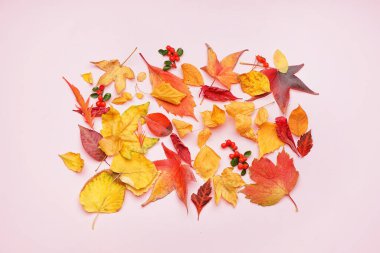 Güzel sonbahar yaprakları ve pembe arka planda böğürtlenleri olan kompozisyon