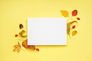 Sarı zemin üzerinde güzel sonbahar yaprakları ve boş kart kompozisyonu