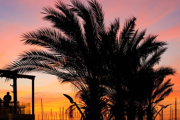 Silhouette Von Palmen Bei Sonnenuntergang Himmel Hintergrund — Stockfoto