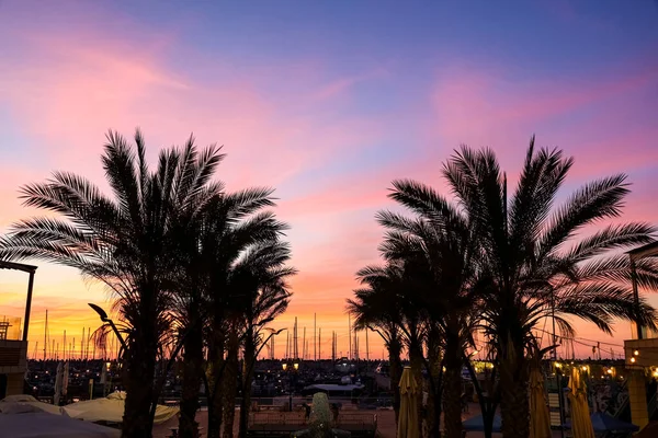 Silhouettes Palms City Lights Sunset — Stock Photo, Image