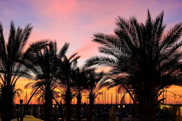 Silhouetten Von Palmen Und Stadtlichtern Bei Sonnenuntergang — Stockfoto