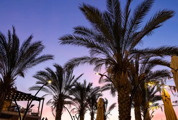 Silhouette Palms City Lights Sunset Sky Background — Stock Photo, Image