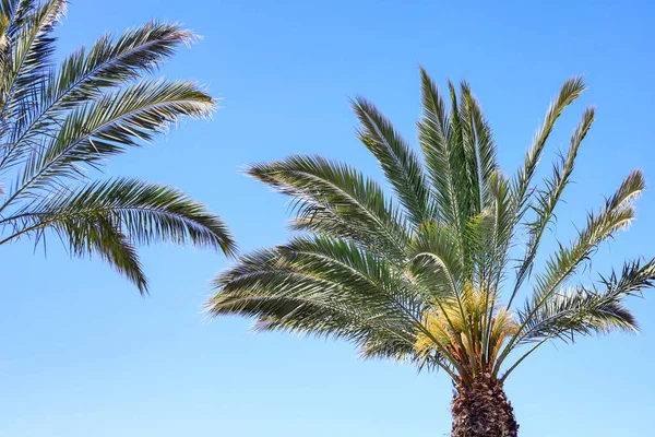 Palmeras Sobre Fondo Del Cielo — Foto de Stock