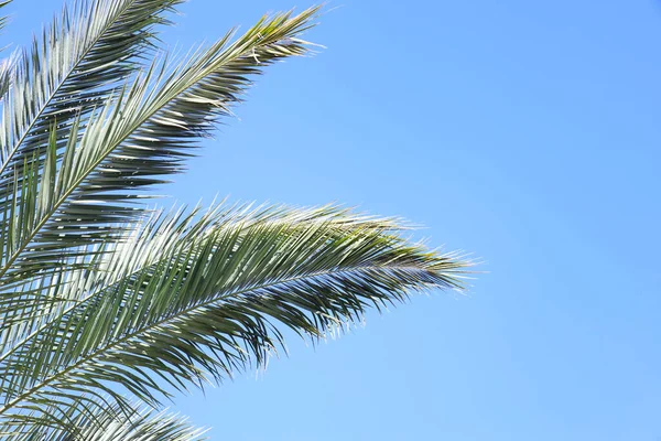 Palmera Hojas Contra Fondo Del Cielo —  Fotos de Stock