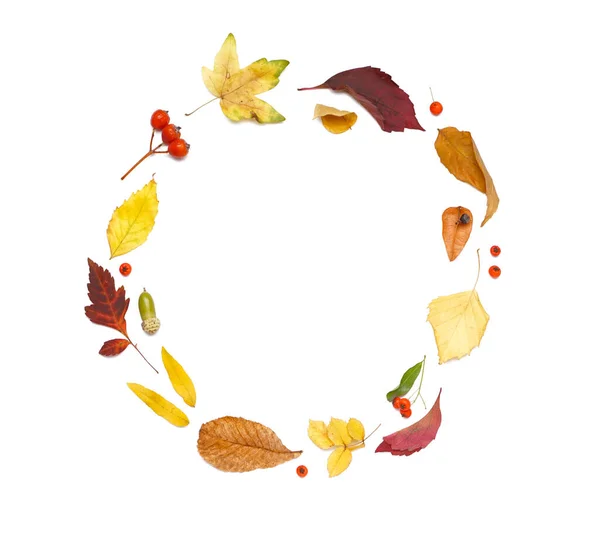 Frame Gemaakt Van Herfstbladeren Bessen Witte Achtergrond — Stockfoto