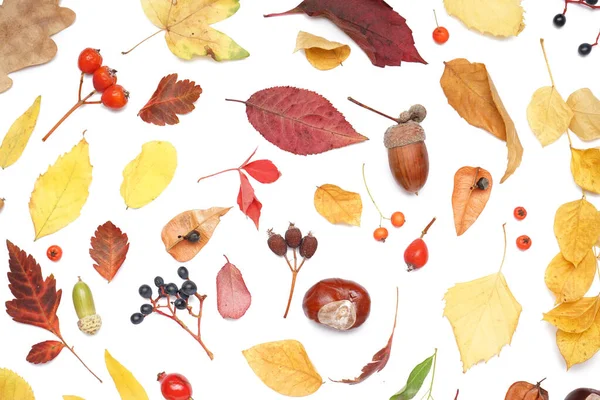 Piękna Jesienna Kompozycja Naturalnym Wystrojem Lasu Białym Tle — Zdjęcie stockowe