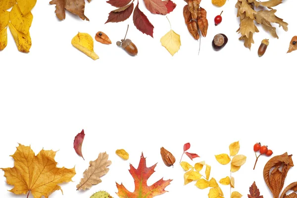 Herbst Komposition Mit Abgefallenen Blättern Isoliert Auf Weißem Hintergrund — Stockfoto