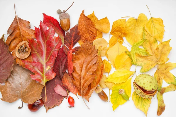 Belle Foglie Autunnali Decorazioni Forestali Naturali Isolate Sfondo Bianco Primo — Foto Stock