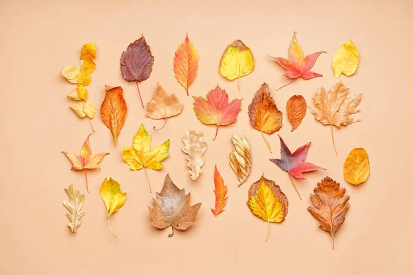 Renk Arkaplan Üzerinde Farklı Düşmüş Yapraklara Sahip Kompozisyon — Stok fotoğraf