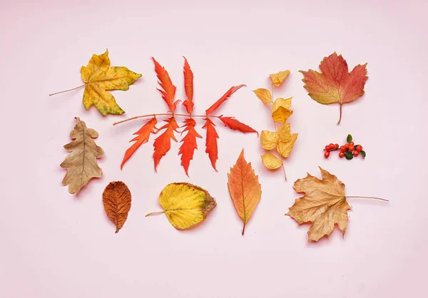 Composition Beautiful Autumn Leaves Pink Background — Stock Photo, Image