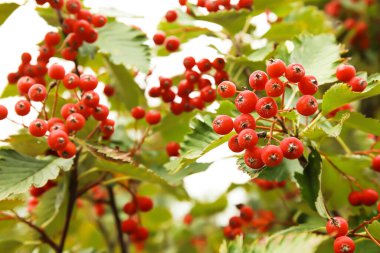 Bahçedeki ağaçta olgun viburum meyveleri, yakın plan.