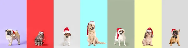 Набор Милых Животных Санта Шляпах Красочном Фоне — стоковое фото