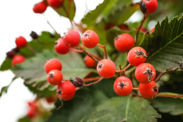 Érett Viburnum Bogyók Fán Kertben Közelkép — Stock Fotó