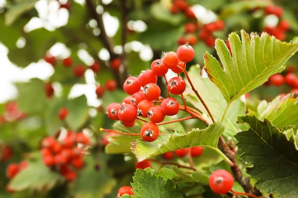 Érett Viburnum Bogyók Fán Kertben Közelkép — Stock Fotó