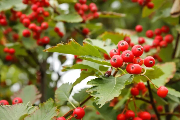 Baies Viorne Mûres Sur Arbre Dans Jardin Gros Plan — Photo