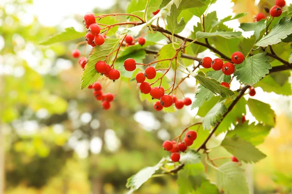 Ripe Viburnum Berries Tree Garden Closeup — Stock Photo, Image