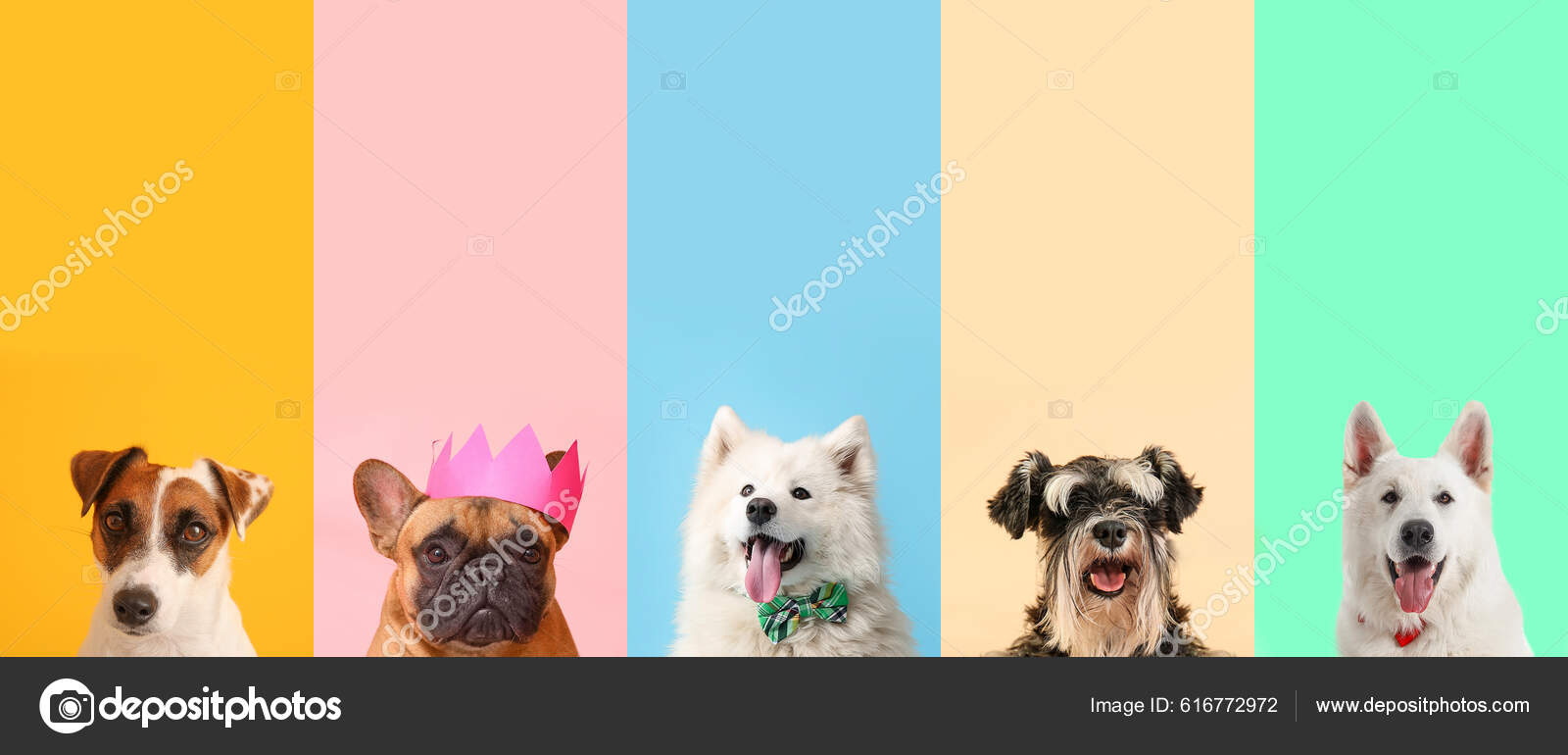 Set Muchos Perros Diferentes Sobre Fondo Color — Foto de stock #616772972 ©  serezniy, image size:1600x770
