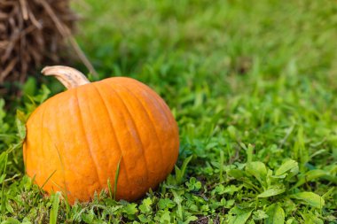 Yeşil çimlerde turuncu balkabağı, yakın plan.