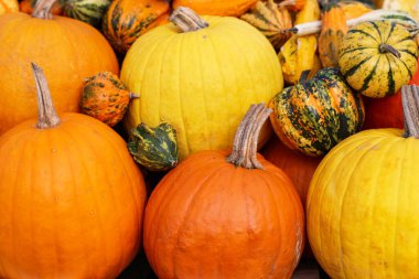 Çiftlikte taze balkabakları, yakın plan.