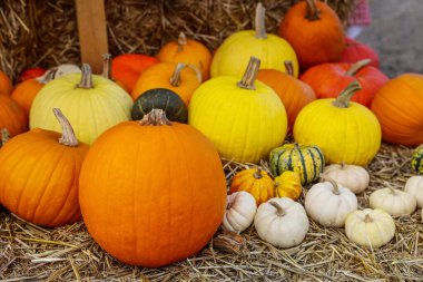 Çiftlikteki samanlıkta taze balkabakları