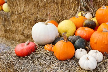 Çiftlikteki samanlıkta taze balkabakları