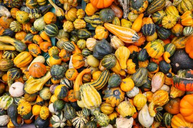 Çiftlikte farklı balkabakları, üst manzara