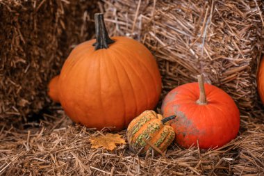 Ahırda samanlıkta taze balkabakları, yakın plan.