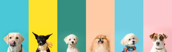Σύνολο Των Διαφορετικών Σκύλων Στο Φόντο Χρώμα — Φωτογραφία Αρχείου