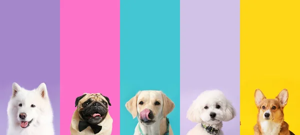 色の背景に異なる犬のセット — ストック写真