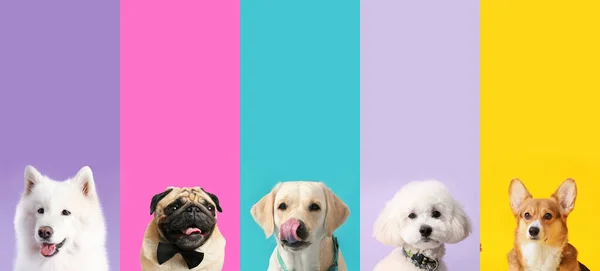 Set Perros Diferentes Sobre Fondo Color —  Fotos de Stock