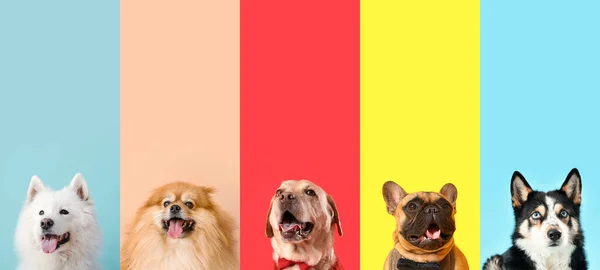 Set Perros Divertidos Sobre Fondo Color — Foto de Stock