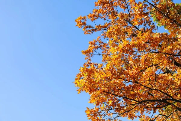 Tree Yellow Leaves Sunny Autumn Day — Stock Photo, Image